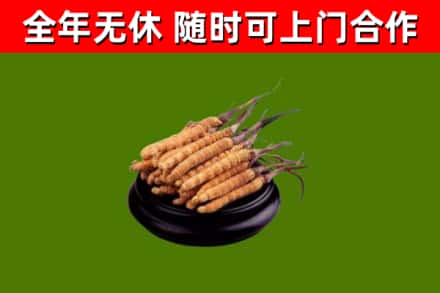 扬州回收散虫草