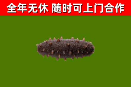 扬州回收海参干
